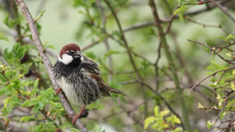 В деня за размисъл да преброим врабчетата