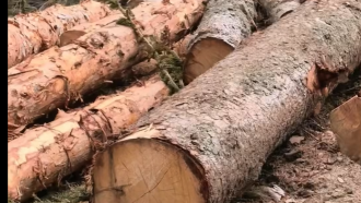 Агроминистърът показа спорна сеч на вековна гора в Родопите