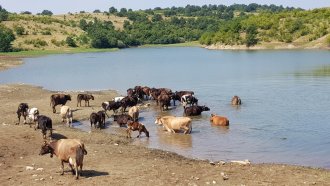 Биогаз от кравешки тор за автомобили се произвежда в Индия