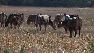 Рекордни цени на говеждото в САЩ заради намаляващите стада