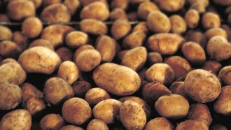 С над 100 хил. тона е намаляло производството на картофи