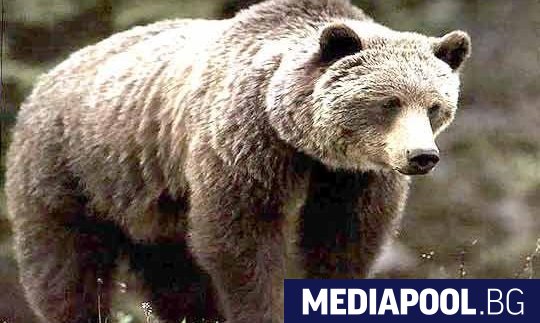 Мечка е нападнала и убила мъж на Витоша Инцидентът е