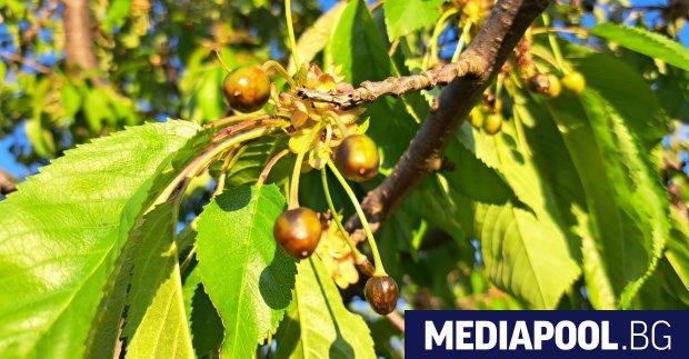 Маслини вместо череши ще берем тази година така се