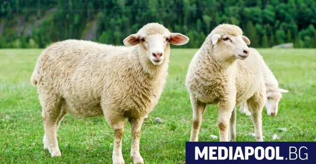 Българската агенция по безопасност на храните БАБХ констатира първично възникнало