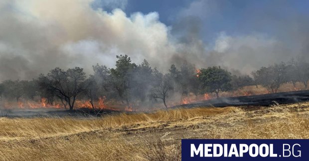 Сметната палата проверява МВР и Агенцията по горите как са