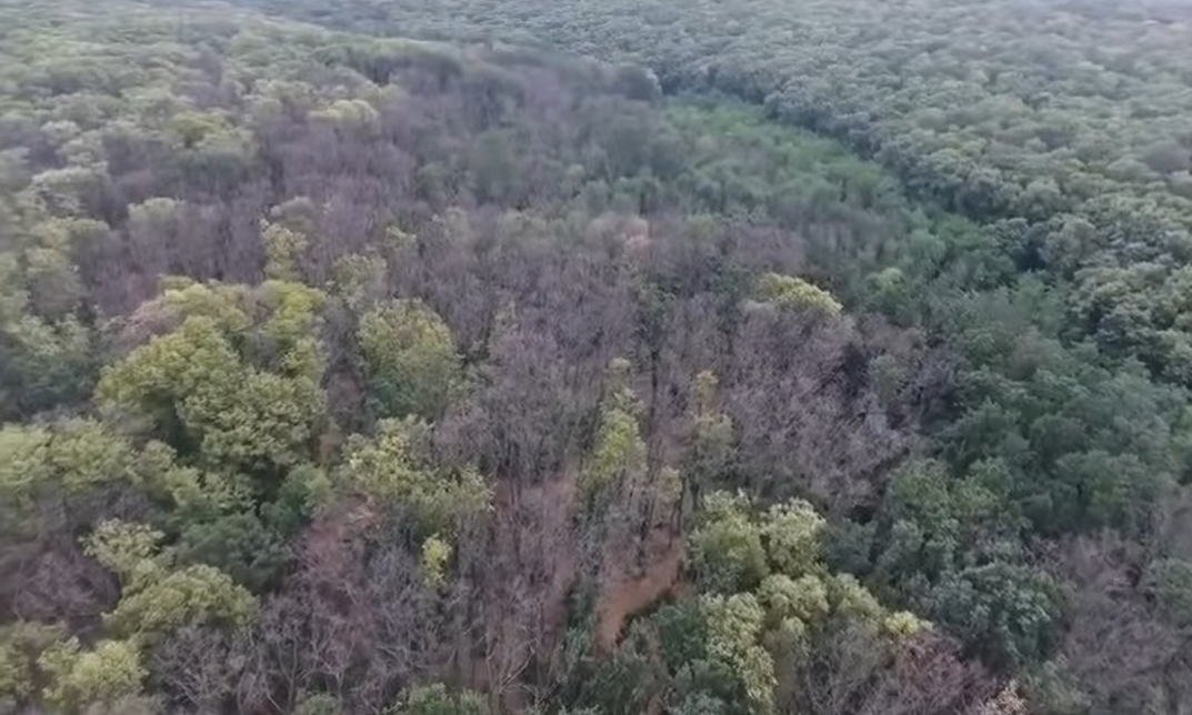 Екологична криза: Суша вече погуби 3000 дка гора в Силистренско