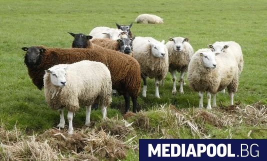 Българската агенция по безопасност на храните БАБХ констатира първично възникнало