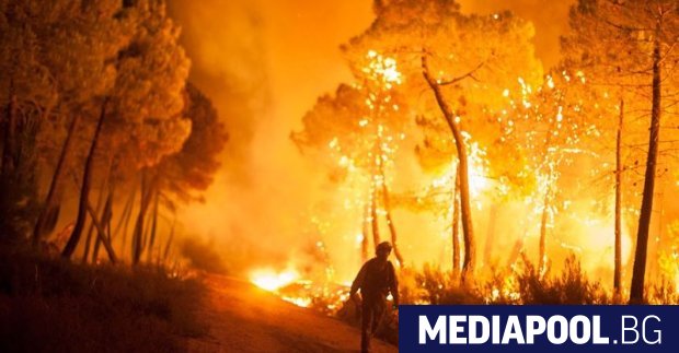 Най малко 12 души са загинали при горски пожар в