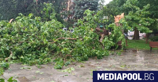 Дърво падна върху майка с две деца в София Инцидентът