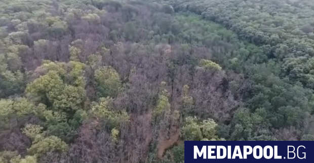 Съхненето на горите в Североизточна България придобива мащабите на екологична