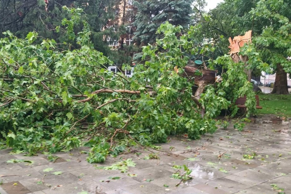 Дърво падна върху майка с две деца в София. Бурята остави квартали без ток