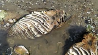 Ниският Дунав разкри кости на мамут край русенското село Ряхово