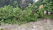 Дърво падна върху майка с две деца в София. Бурята остави квартали без ток