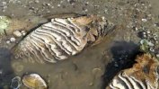 Ниският Дунав разкри кости на мамут край русенското село Ряхово