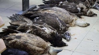 Задържан е мъж за отравянето на 8 лешояда в Стара планина