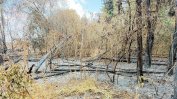 Пожари във "Врана", паркът загива, Столична община нехае
